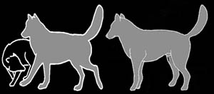 YouSmartDog - Canine Postures